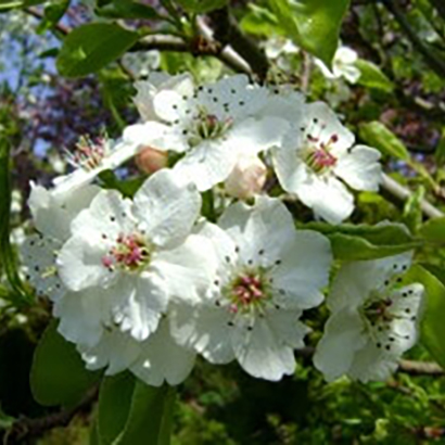 Garden Worthy Trees