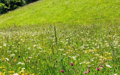 The Making of a Meadow