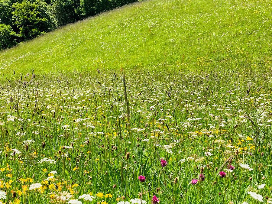 The Making of a Meadow